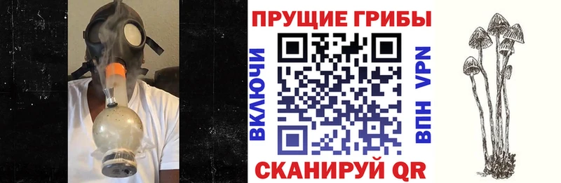 где можно купить   Комсомольск-на-Амуре  Галлюциногенные грибы GOLDEN TEACHER 